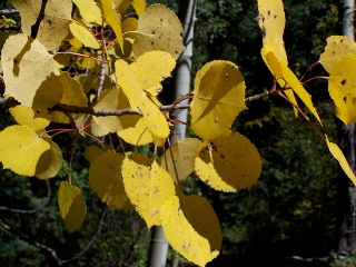 Aspen Leaves-1