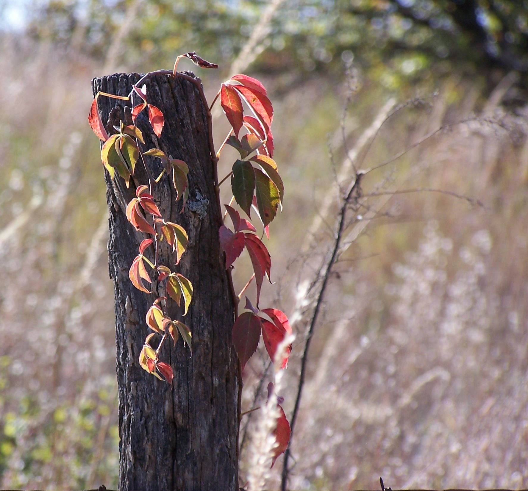 fence post